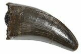 Serrated, Tyrannosaur (Nanotyrannus) Tooth - Montana #350410-1